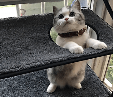 Luxury Cat Hammock Bed With Super Suction Cup - Removable And Washable-1