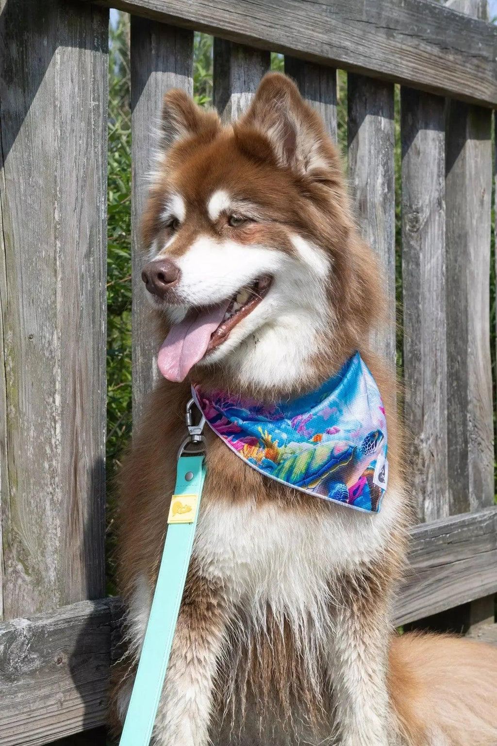 Sea Turtle Swim Dog Bandana-1